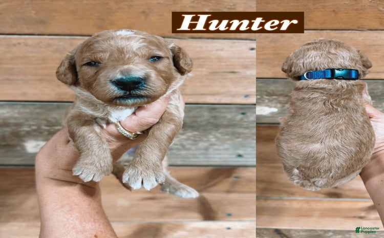 Mini Goldendoodle dogs for sale - Ad 1