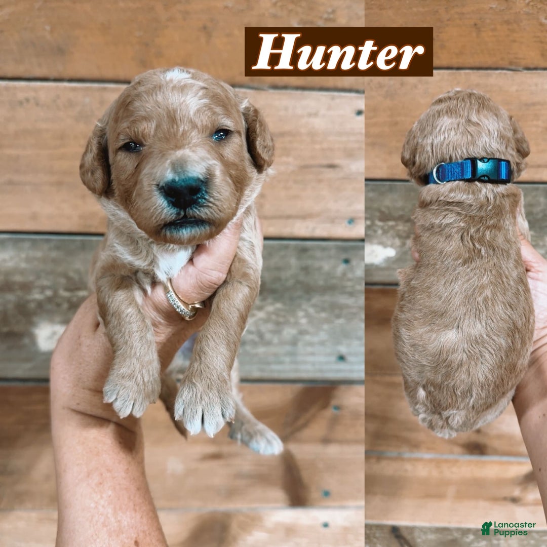 Mini Goldendoodle dogs for sale: Hunter - Image 1