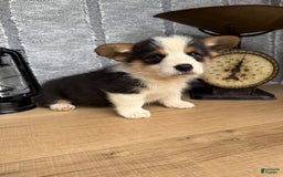 Welsh Corgi Pembroke dogs for sale: Chuck - Image 4