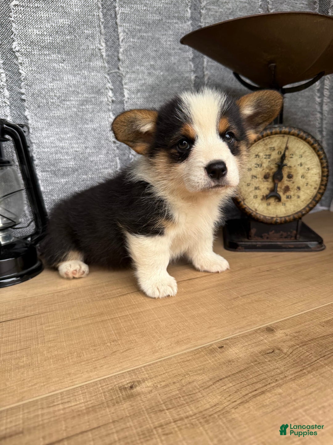 Welsh Corgi Pembroke dogs for sale: Chuck - Image 4