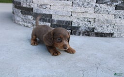 Miniature Dachshund dogs for sale: Bingo - Image 21