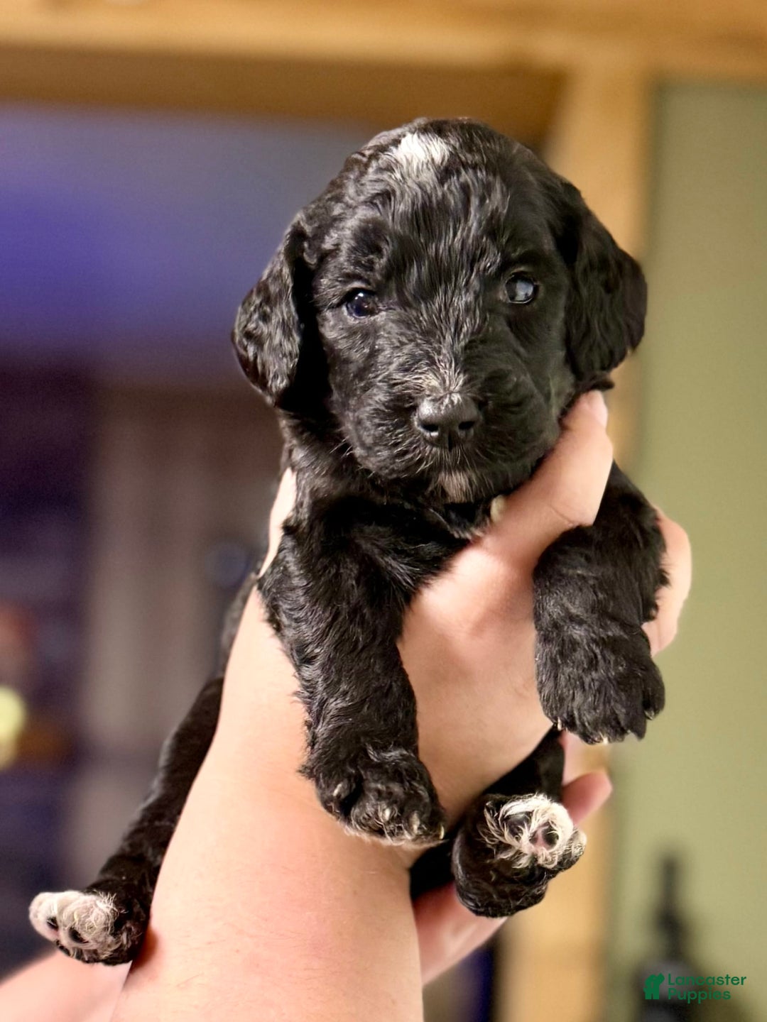 Goldendoodle dogs for sale: Loretta - Image 1