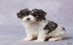 Cavapoo dogs for sale: Drake - Image 2