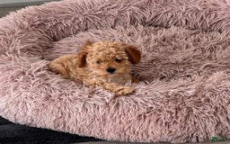 Toy Poodle dogs for sale: Queen - Image 3