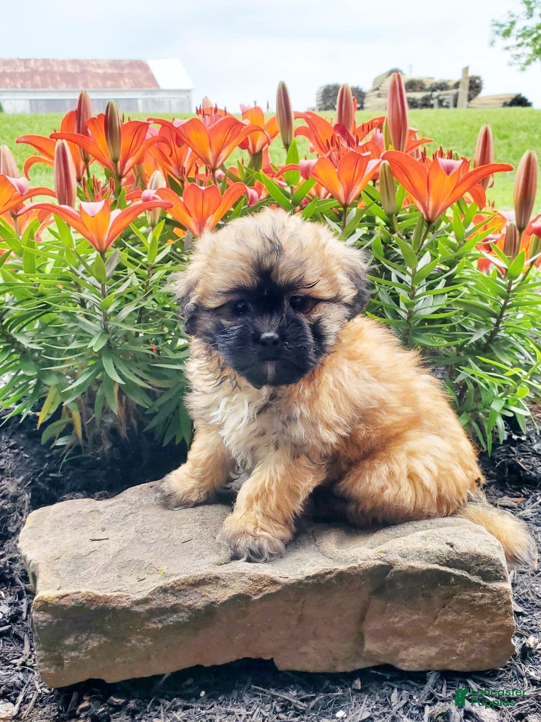 Teddy Bear dogs for sale: Domino - Image 2