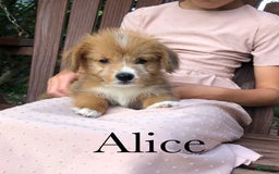 Welsh Corgi Pembroke dogs for sale: Alice - Image 4