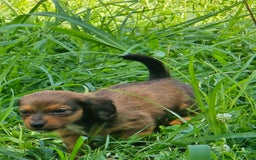 Dachshund dogs for sale: Thor - Image 10