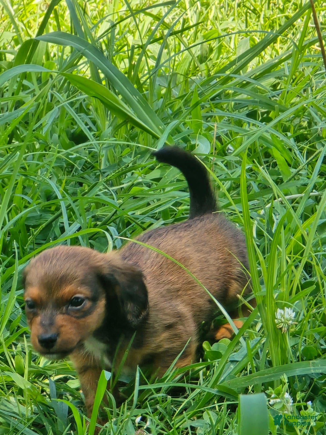 Dachshund dogs for sale: Thor - Image 10