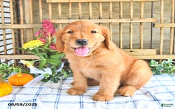 Golden Retriever dogs for sale: Golden Retriever 11 puppies - Image 22