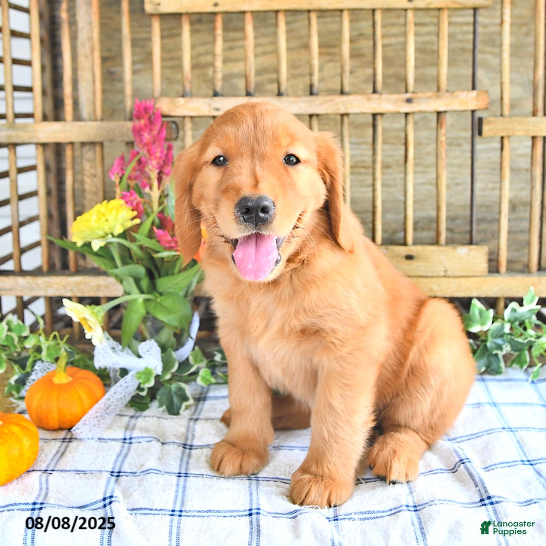 Golden Retriever dogs for sale: Golden Retriever 11 puppies - Image 22