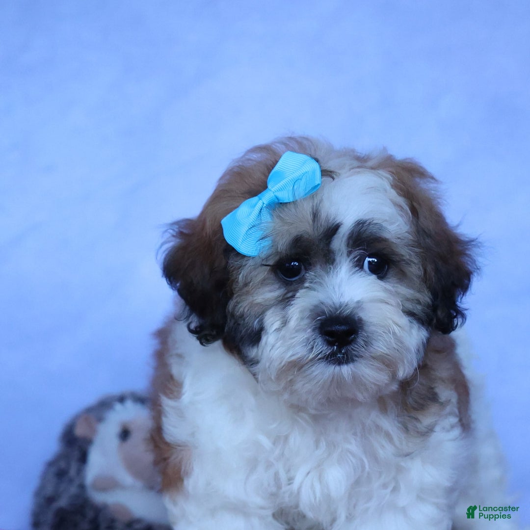 Shihpoo dogs for sale: Hunter - Image 8