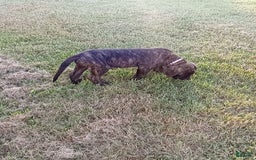 English Mastiff dogs for sale: Purple/ Ivory Girl 💜 - Image 4