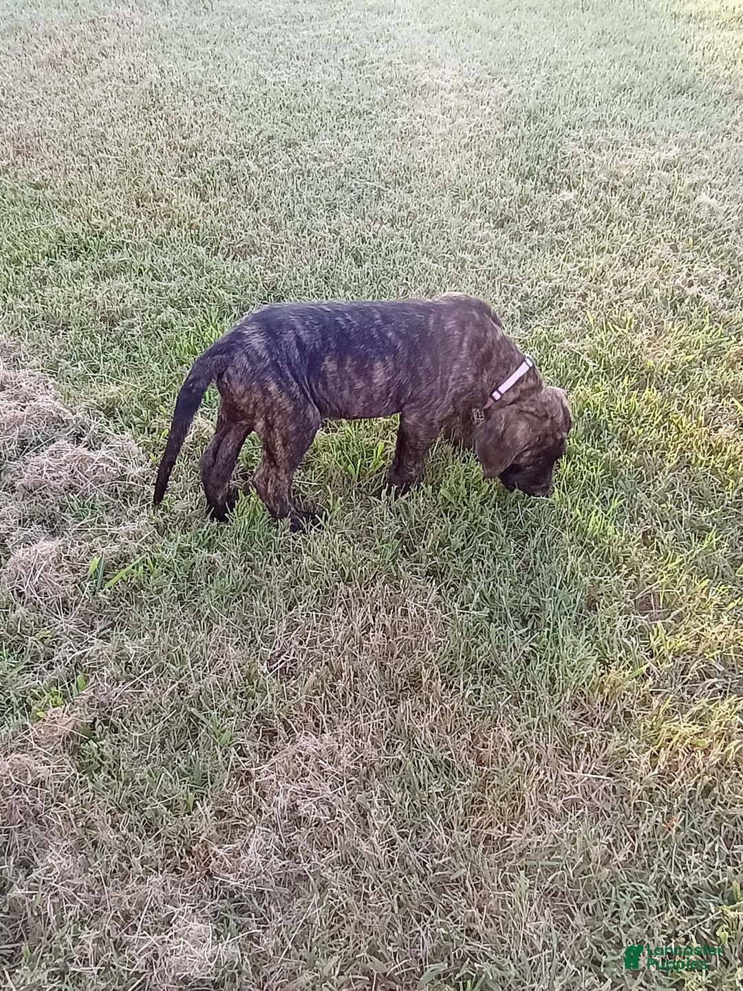 English Mastiff dogs for sale: Purple/ Ivory Girl 💜 - Image 4