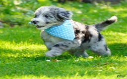 Sheepadoodle dogs for sale: Murphy - Image 3