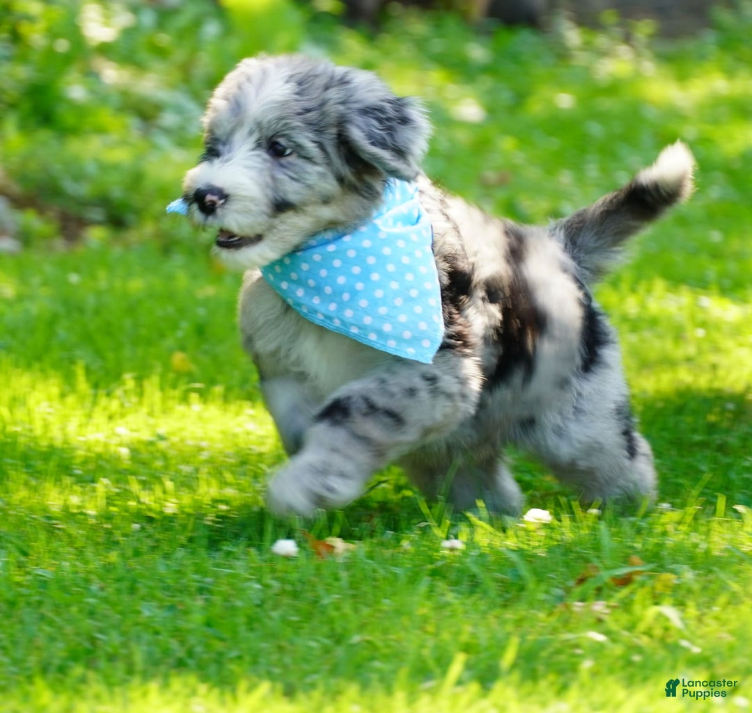 Sheepadoodle dogs for sale: Murphy - Image 3
