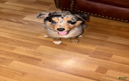 Border Collie dogs for sale: Silver - Image 1