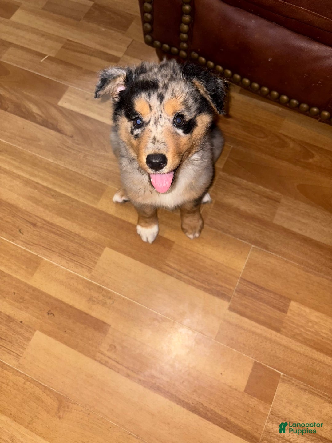 Border Collie dogs for sale: Silver - Image 1