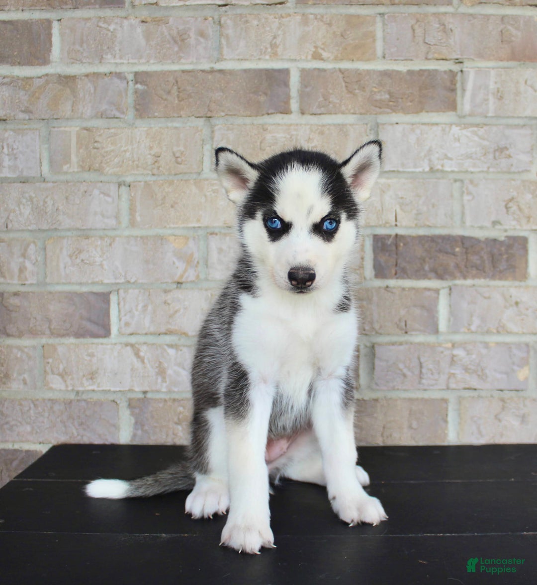 Siberian Husky dogs for sale: Allie - Image 4