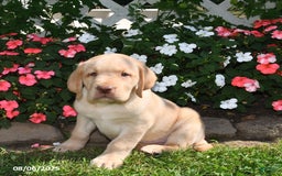 Labrador Retriever dogs for sale: Sparky - Image 4