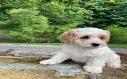 Cockapoo dogs for sale: Buddy - Image 4