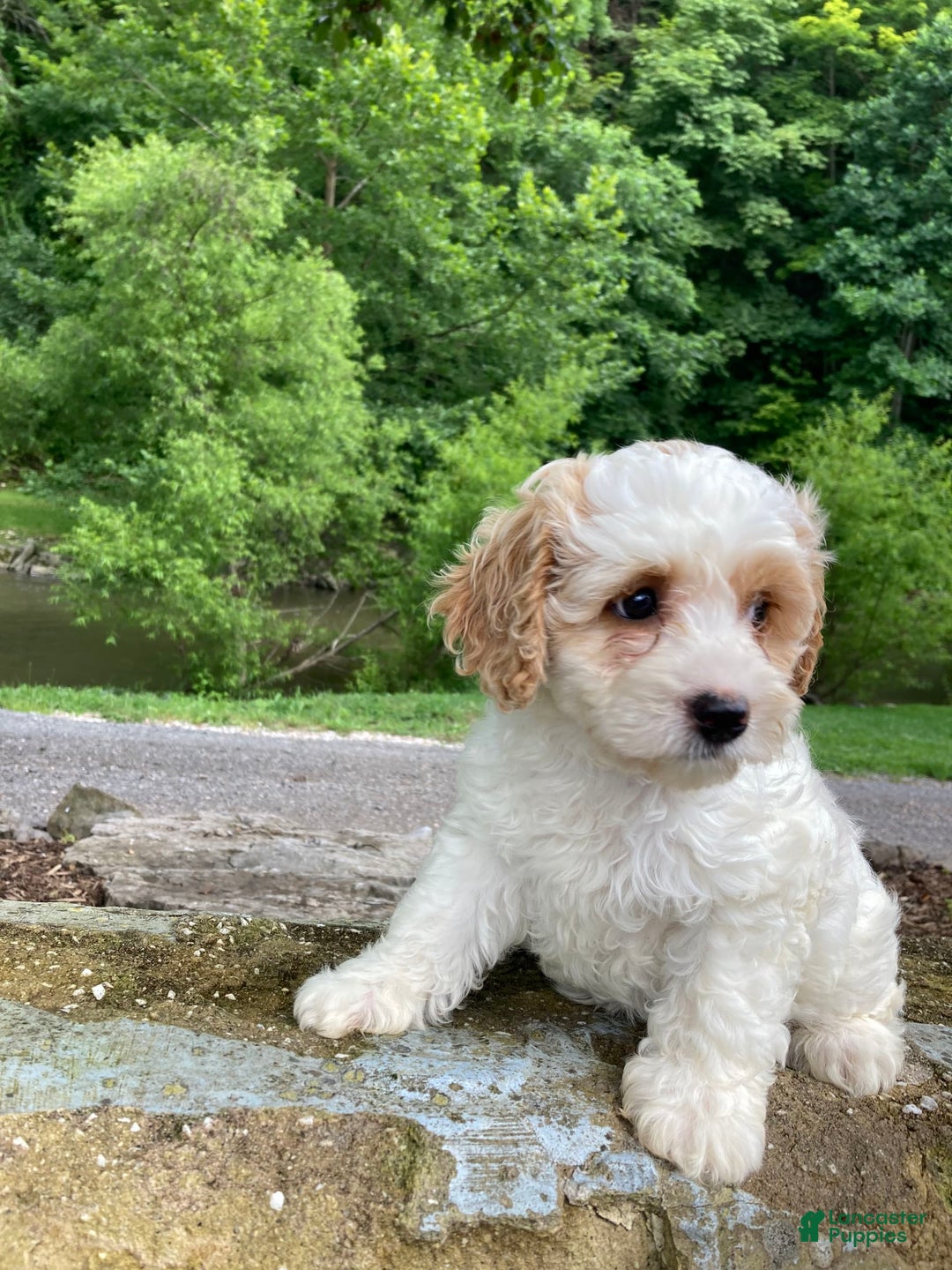 Cockapoo dogs for sale: Buddy - Image 4