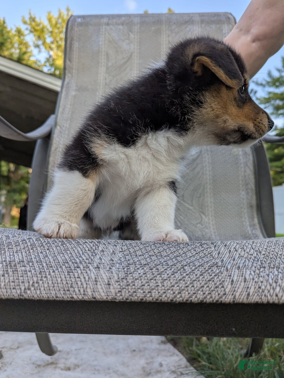 Welsh Corgi Pembroke dogs for sale: Welsh Corgi (Pembroke) 3 puppies - Image 5