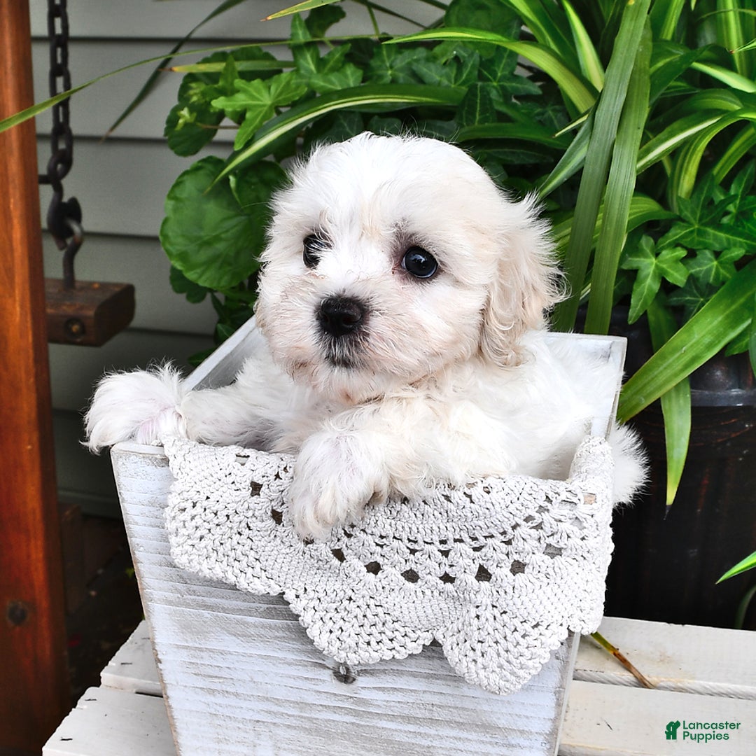 Cavachon dogs for sale: Molly - Image 6