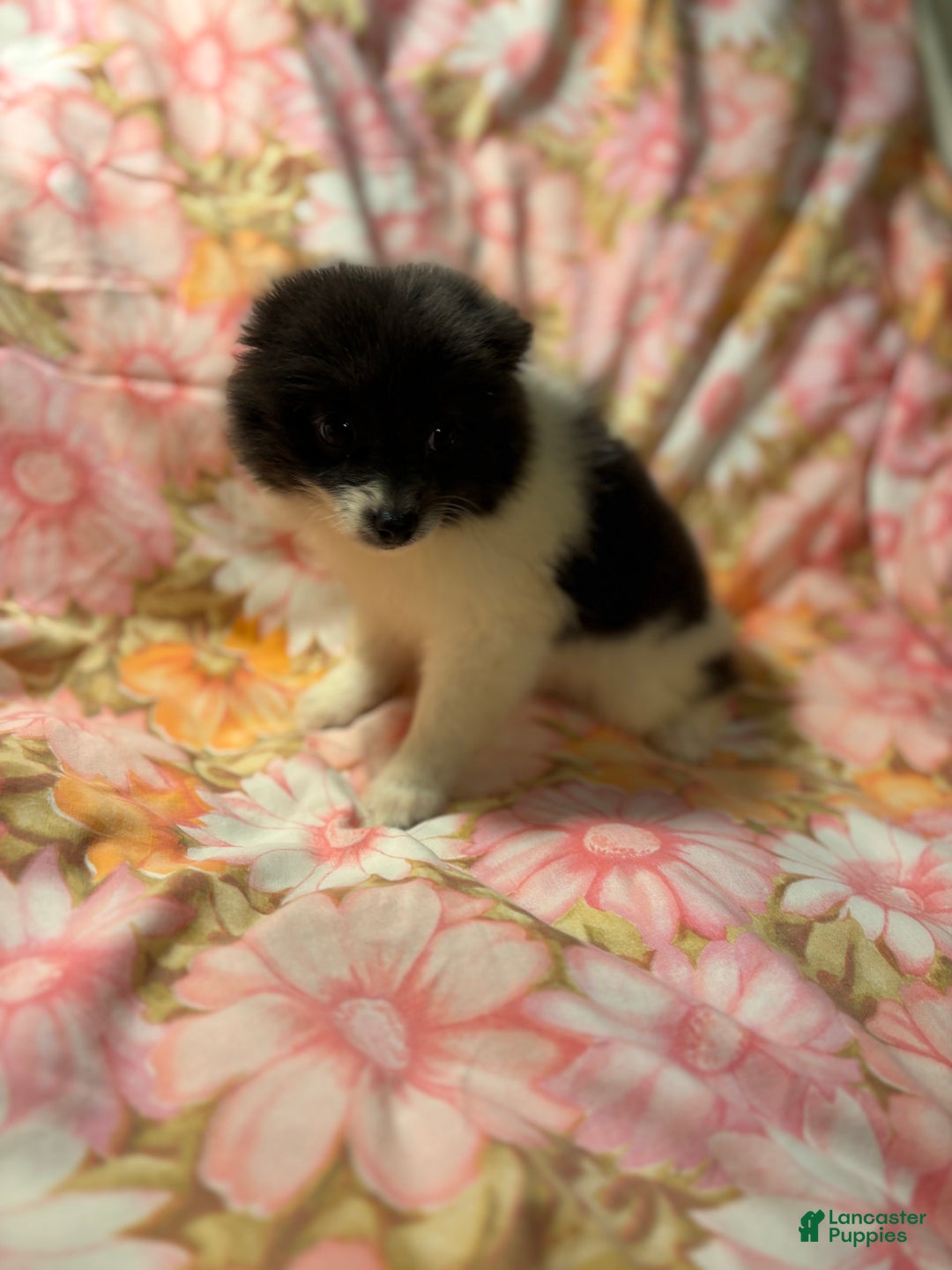 Pomeranian dogs for sale: Parti Girl - Image 1