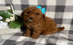 Mini Goldendoodle dogs for sale: Lisa - Image 4