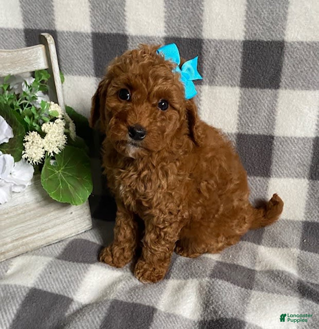 Mini Goldendoodle dogs for sale: Lisa - Image 4
