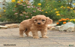 Cavapoo dogs for sale: Archie - Image 4