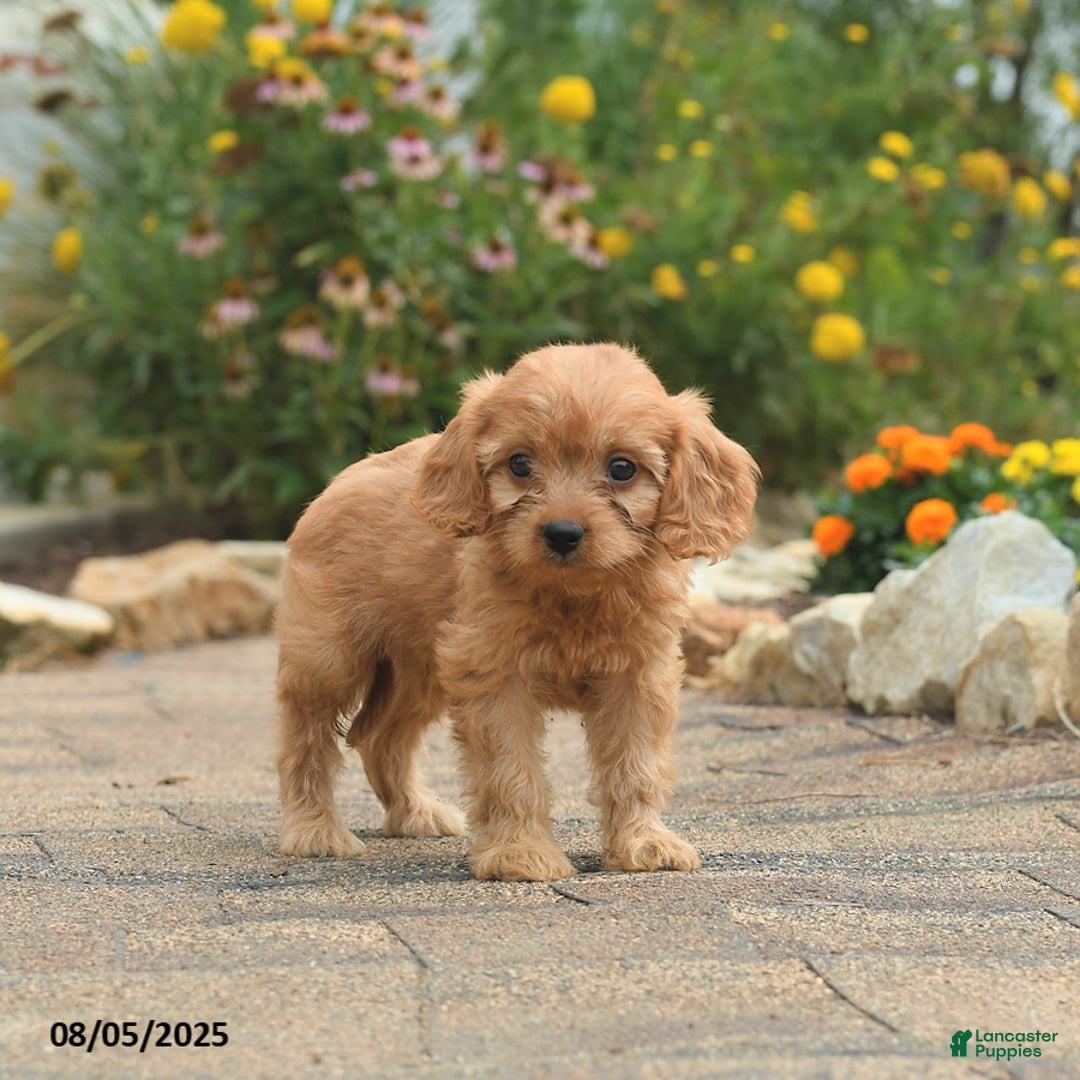 Cavapoo dogs for sale: Archie - Image 4