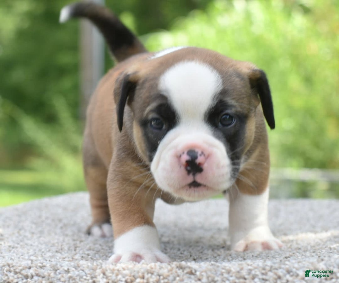 French Bulldog dogs for sale: Bentley mini bulldogge - Image 13