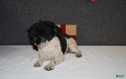 Yorkiepoo dogs for sale: Jordan - Image 6