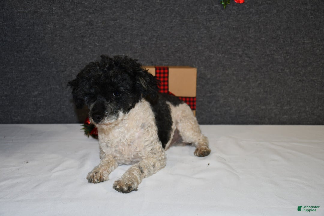 Yorkiepoo dogs for sale: Jordan - Image 6
