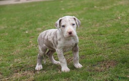 Great Dane dogs for sale: Jovie - Image 1