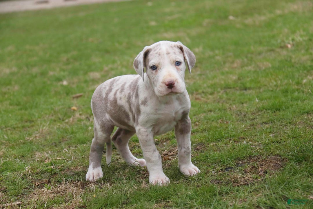 Great Dane dogs for sale: Jovie - Image 1