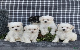 Havanese dogs for sale: Cash - Image 7