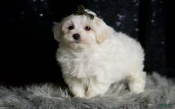 Maltipoo dogs for sale: Atticus - Image 5