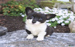 Welsh Corgi Pembroke dogs for sale: Inga - Image 5