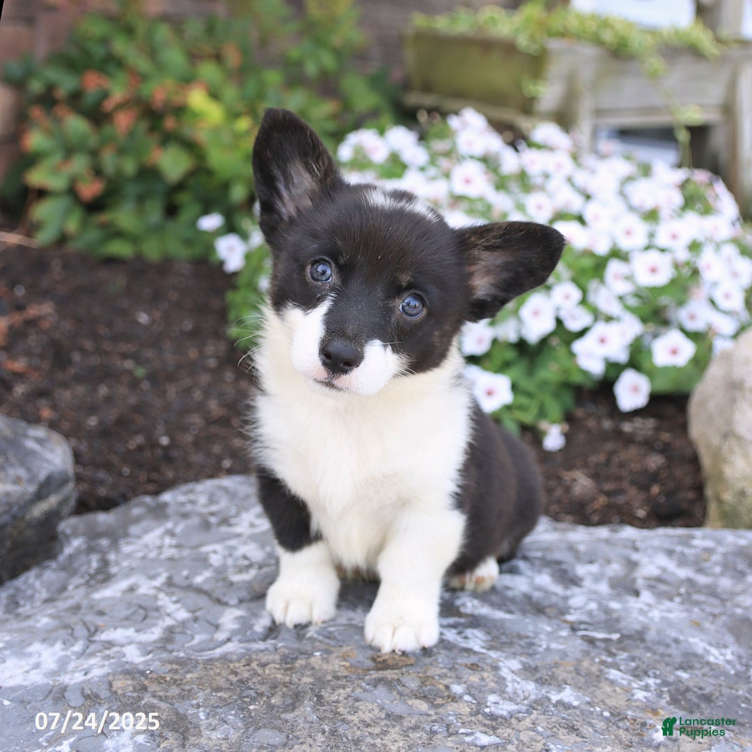 Welsh Corgi Pembroke dogs for sale: Inga - Image 5