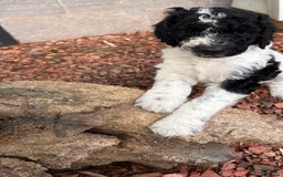 Standard Poodle dogs for sale: Lighting - Image 4