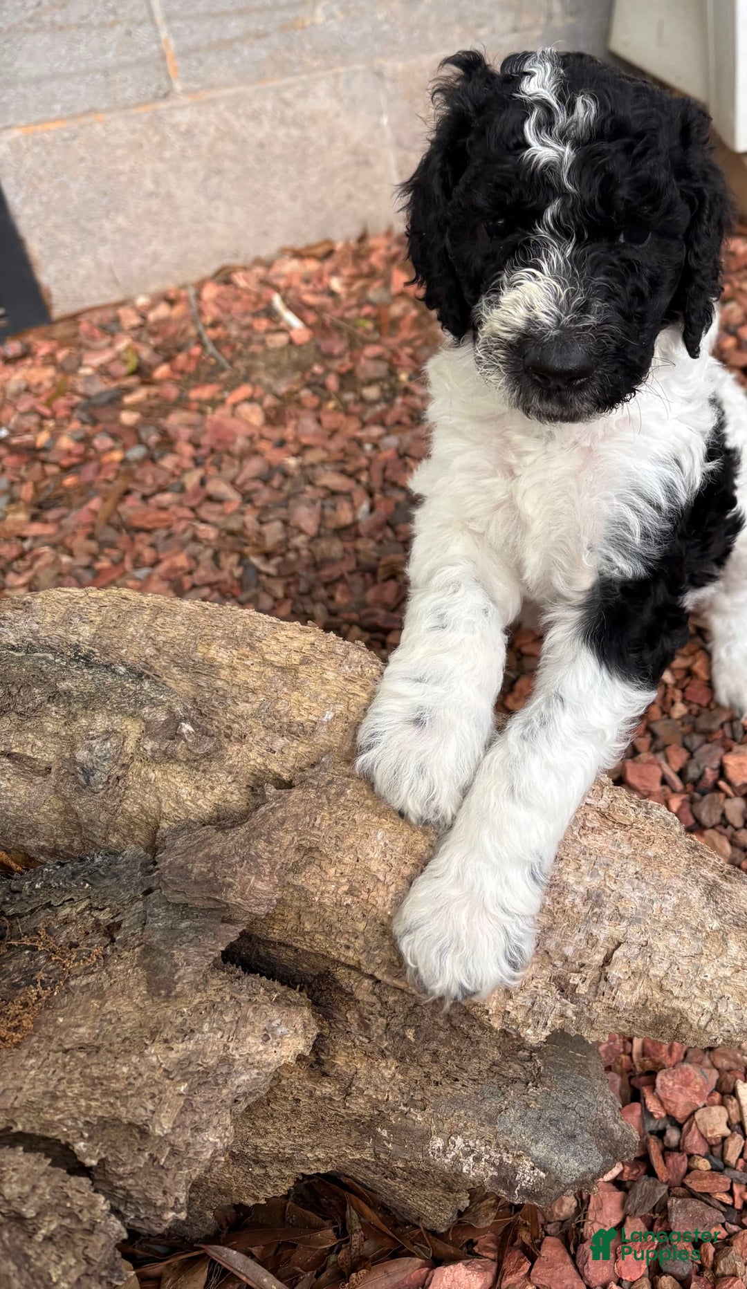 Standard Poodle dogs for sale: Lighting - Image 4