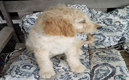 Goldendoodle dogs for sale: Sara - Image 9