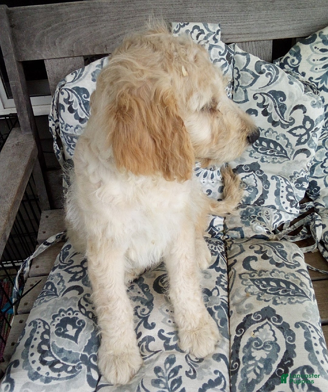 Goldendoodle dogs for sale: Sara - Image 9