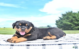 Rottweiler dogs for sale: Duke - Image 10
