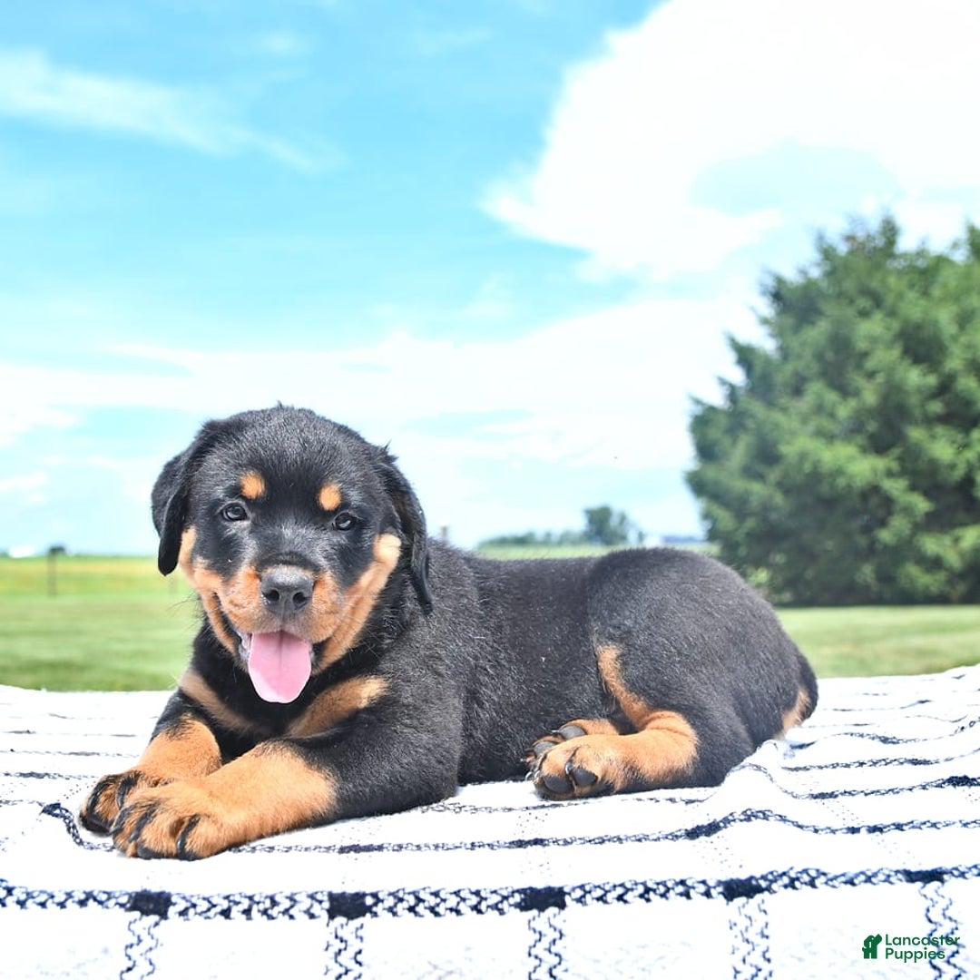 Rottweiler dogs for sale: Duke - Image 10