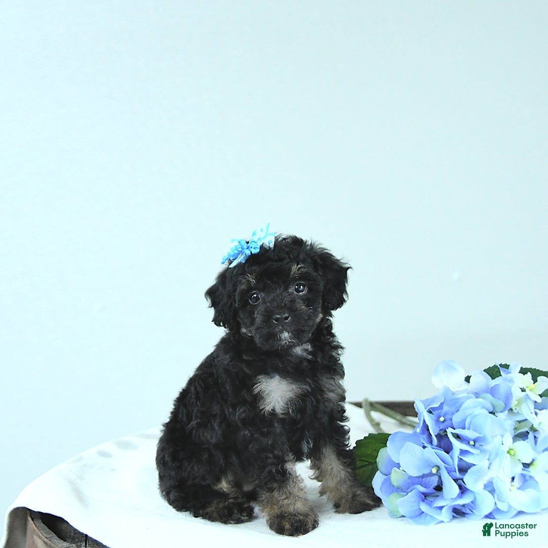 Toy Poodle dogs for sale: Twinkle - Image 10