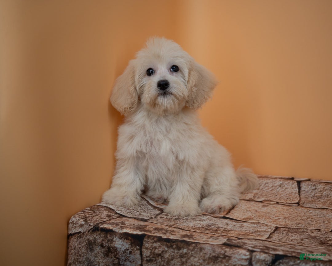 Maltipoo dogs for sale: Rebecca - Image 20