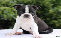 Boston Terrier dogs for sale: Ben - Image 4